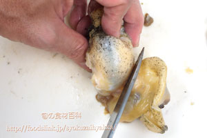 つぶ貝/ツブガイ/マツブ/エゾボラ:さばき方と唾液腺の処理