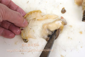 つぶ貝/ツブガイ/マツブ/エゾボラ:さばき方と唾液腺の処理