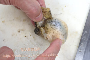 つぶ貝/ツブガイ/マツブ/エゾボラ:さばき方と唾液腺の処理