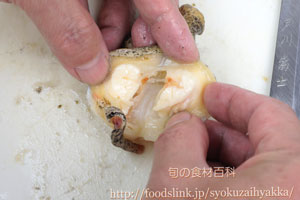 つぶ貝/ツブガイ/マツブ/エゾボラ:さばき方と唾液腺の処理