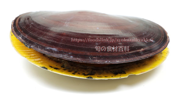 ツキヒガイ/月日貝 Amusium japonicum japonicum ツキヒガイ/月日貝 Amusium japonicum japonicum