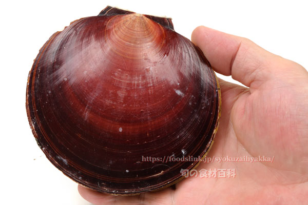 ツキヒガイ/月日貝 Amusium japonicum japonicum ツキヒガイ/月日貝 Amusium japonicum japonicum
