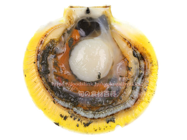 殻を開けたツキヒガイ 砂がいっぱい入っていることが多い ツキヒガイ/月日貝 Amusium japonicum japonicum