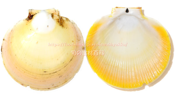 ツキヒガイ/月日貝 Amusium japonicum japonicum ツキヒガイ/月日貝 Amusium japonicum japonicum