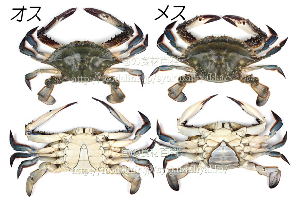 ガザミのオストメス　ワタリガニ/渡り蟹