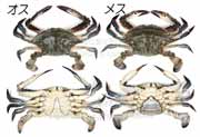 ガザミ／がざみ ＜ ワタリガニ／渡り蟹 Portunus (Portunus) trituberculatus