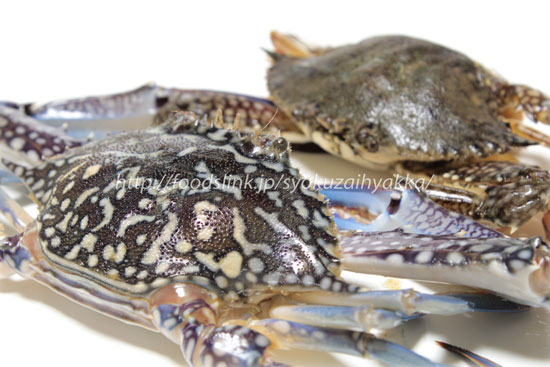 タイワンガザミのオストメス　ワタリガニ/渡り蟹/ガザミ類