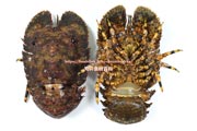 ゾウリエビ,Japanese mitten lobster,Japanese slipper lobster