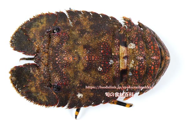 ゾウリエビ,Japanese mitten lobster,Japanese slipper lobster