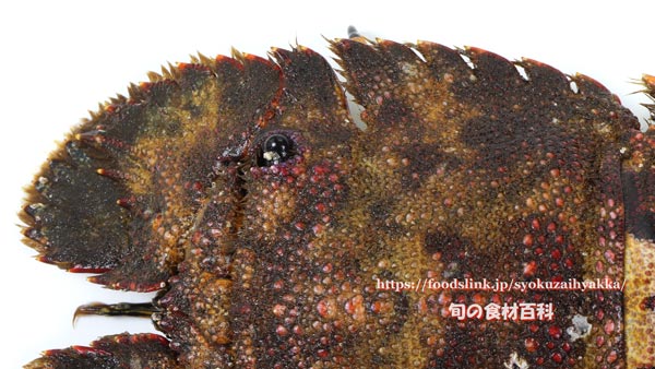 ゾウリエビ,Japanese mitten lobster,Japanese slipper lobster