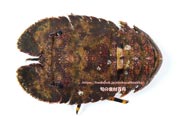 ゾウリエビ,Japanese mitten lobster,Japanese slipper lobster