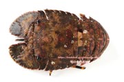 ゾウリエビ,Japanese mitten lobster,Japanese slipper lobster