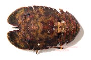 ゾウリエビ,Japanese mitten lobster,Japanese slipper lobster