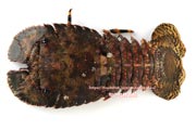 ゾウリエビ,Japanese mitten lobster,Japanese slipper lobster