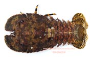 ゾウリエビ,Japanese mitten lobster,Japanese slipper lobster