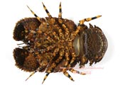 ゾウリエビ,Japanese mitten lobster,Japanese slipper lobster