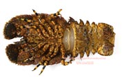 ゾウリエビ,Japanese mitten lobster,Japanese slipper lobster