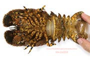 ゾウリエビ,Japanese mitten lobster,Japanese slipper lobster