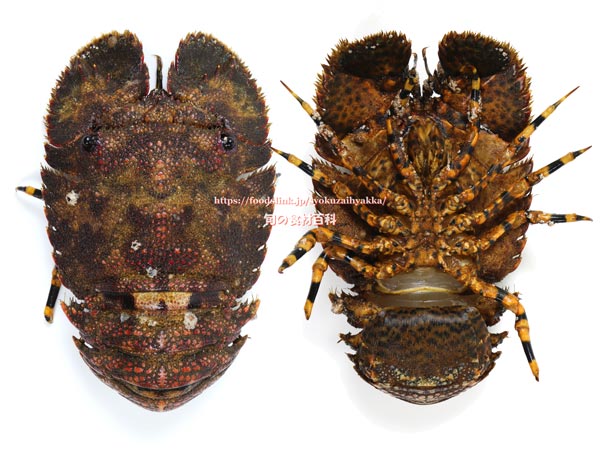 ゾウリエビ,Japanese mitten lobster,Japanese slipper lobster