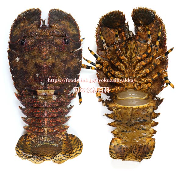 ゾウリエビ,Japanese mitten lobster,Japanese slipper lobster