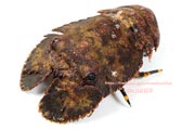 ゾウリエビ,Japanese mitten lobster,Japanese slipper lobster