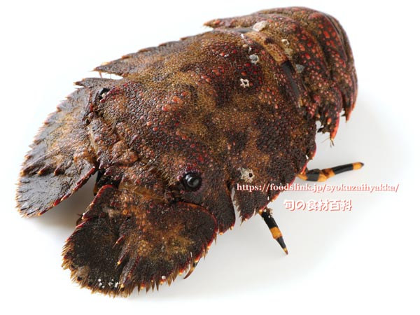 ゾウリエビ,Japanese mitten lobster,Japanese slipper lobster