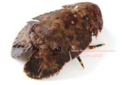 ゾウリエビ,Japanese mitten lobster,Japanese slipper lobster