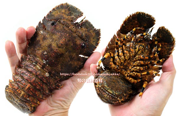 ゾウリエビ,Japanese mitten lobster,Japanese slipper lobster