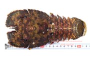 ゾウリエビ,Japanese mitten lobster,Japanese slipper lobster