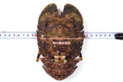 ゾウリエビ,Japanese mitten lobster,Japanese slipper lobster