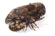 ゾウリエビ,Japanese mitten lobster,Japanese slipper lobster