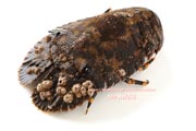 ゾウリエビ,Japanese mitten lobster,Japanese slipper lobster