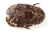 ゾウリエビ,Japanese mitten lobster,Japanese slipper lobster