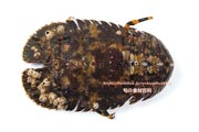 ゾウリエビ,Japanese mitten lobster,Japanese slipper lobster