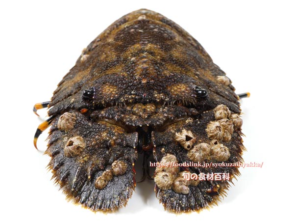 ゾウリエビ,Japanese mitten lobster,Japanese slipper lobster