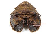 ゾウリエビ,Japanese mitten lobster,Japanese slipper lobster