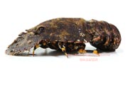 ゾウリエビ,Japanese mitten lobster,Japanese slipper lobster