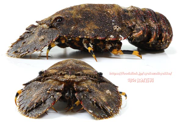 ゾウリエビ,Japanese mitten lobster,Japanese slipper lobster