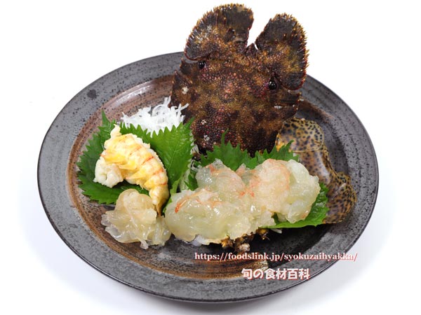 ゾウリエビ,Japanese mitten lobster,Japanese slipper lobster