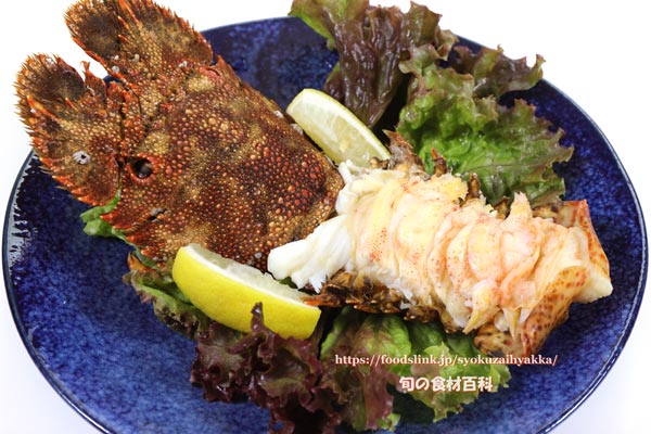 ゾウリエビ,Japanese mitten lobster,Japanese slipper lobster