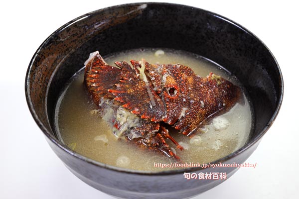 ゾウリエビ,Japanese mitten lobster,Japanese slipper lobster