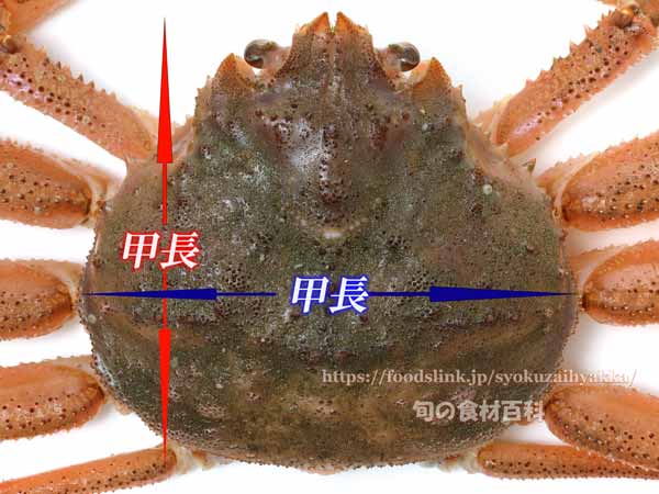 オオズワイガニの甲羅／バルダイ種 - Chionoecetes bairdi -