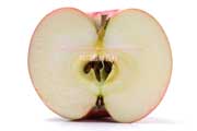りんご,旭の断面,McIntosh red,apple