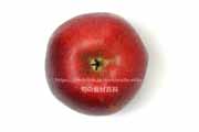 キルトピンク（リンゴ長果34）　果肉も赤いリンゴ
