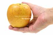 無袋栽培のはるか,りんご,リンゴ