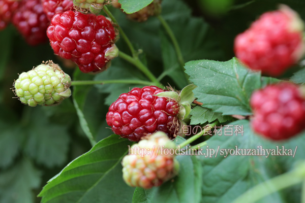 ボイセンベリー／boysenberry＜木いちご