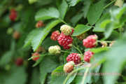 ボイセンベリー／boysenberry＜木いちご