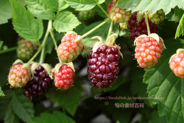 ボイセンベリー／boysenberry／ボイズンベリー＜木いちご