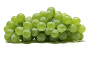 ヒムロッド・シードレス（Himrod Seedless Grape）