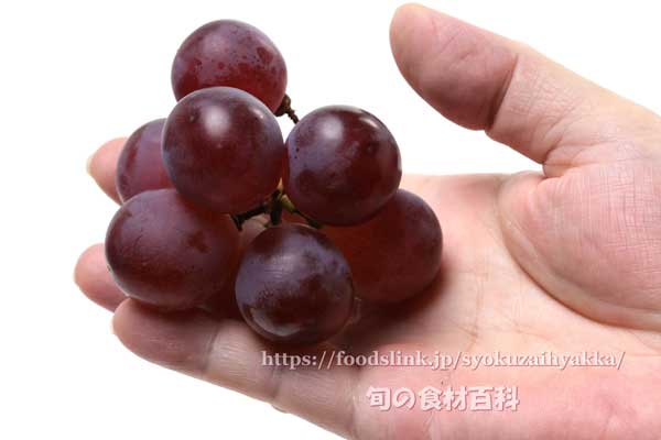 掌に載せたレッドグローブ（RedGlobe）
